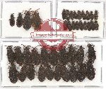 Scientific lot no. 641 Heteroptera (Aradidae) (42 pcs)
