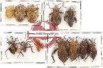Scientific lot no. 607 Heteroptera (12 pcs)