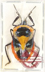 Catacanthus punctus F., 1787 (A-)