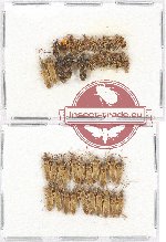 Scientific lot no. 577 Heteroptera (41 pcs)