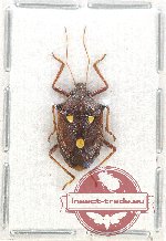 Dalpada trimaculata Westwood