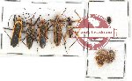 Scientific lot no. 596 Heteroptera (8 pcs)