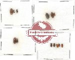 Scientific lot no. 45 Scolytidae (13 pcs)