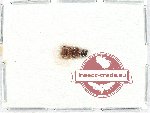 Scientific lot no. 30A Scolytidae (6 pcs)