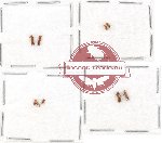 Scientific lot no. 54 Scolytidae (9 pcs)