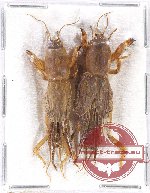 Scientific lot no. 26 Orthoptera (2 pcs)