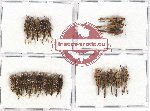 Scientific lot no. 24 Orthoptera (23 pcs A, A-, A2)