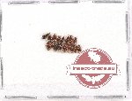 Scientific lot no. 288A Carabidae (17 pcs)