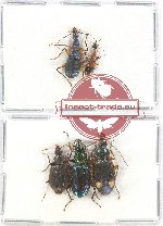 Scientific lot no. 289A Carabidae (5 pcs - 2 pcs A2)