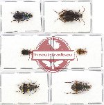 Scientific lot no. 291A Carabidae (6 pcs - 1 pc A2)