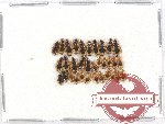 Scientific lot no. 287A Carabidae (33 pcs)
