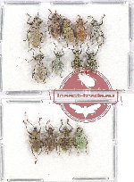 Scientific lot no. 402 Curculionidae (13 pcs)