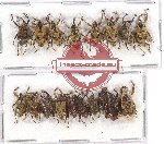 Scientific lot no. 401 Curculionidae (18 pcs)