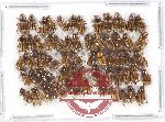 Scientific lot no. 447 Coprophaga (Aphodiini) (60 pcs)