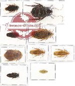 Scientific lot no. 28 Blattodea (9 pcs A, A-, A2)