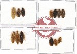 Scientific lot no. 27 Blattodea (13 pcs A, A-, A2)