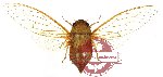 Cicadidae sp. 7 (SPREAD)