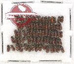 Bostrichidae Scientific lot no. 30 (75 pcs)