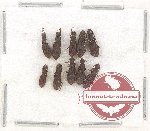 Scientific lot no. 216 Tenebrionidae (10 pcs)