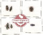 Scientific lot no. 208 Tenebrionidae (6 pcs)