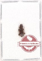 Bothrideridae Scientific lot no. 10 (1 pc)
