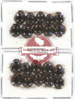 Scientific lot no. 639 Heteroptera (20 pcs)