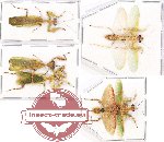Scientific lot no. 5 Mantidae (5 pcs - 2 pcs A2)