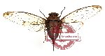 Cicada sp. 8 (SPREAD)