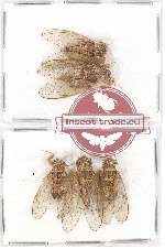 Scientific lot no. 9 Cicadidae (5 pcs A, A2)