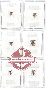 Scientific lot no. 11 Membracinae (6 pcs)