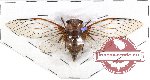 Cicadidae sp. 35