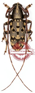 Ereis roseomaculata (A-)