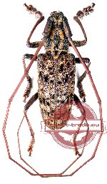Monochamus alternatus