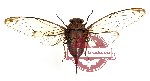 Cicada sp. 8 (A2) (SPREAD)