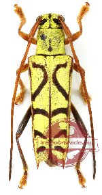 Glenea citrinopubens