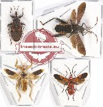Scientific lot no. 645 Heteroptera (4 pcs)