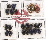 Scientific lot no. 634 Heteroptera (21 pcs)