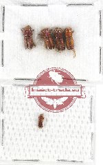 Scientific lot no. 36 Scolytidae (5 pcs)