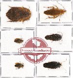 Scientific lot no. 29 Blattodea (6 pcs)