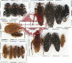Scientific lot no. 18 Blattodea (18 pcs)