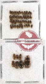 Hydrophilidae Scientific lot no. 39A (50 pcs)