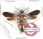 Mutilidae sp. 18