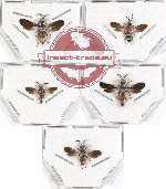 Scientific lot no. 8 Mutilidae (5 pcs)