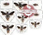 Scientific lot no. 5 Mutilidae (9 pcs)