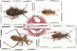 Scientific lot no. 628 Heteroptera (4 pcs A, A-, A2)