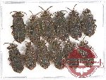 Scientific lot no. 637 Heteroptera (Aradidae) (12 pcs)