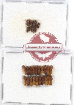 Scientific lot no. 33 Scolytidae (30 pcs)