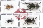 Scientific lot no. 223 Tenebrionidae (4 pcs)