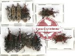 Scientific lot no. 352A Curculionidae (10 pcs)