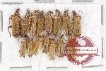 Scientific lot no. 11 Prionoceridae (15 pcs)